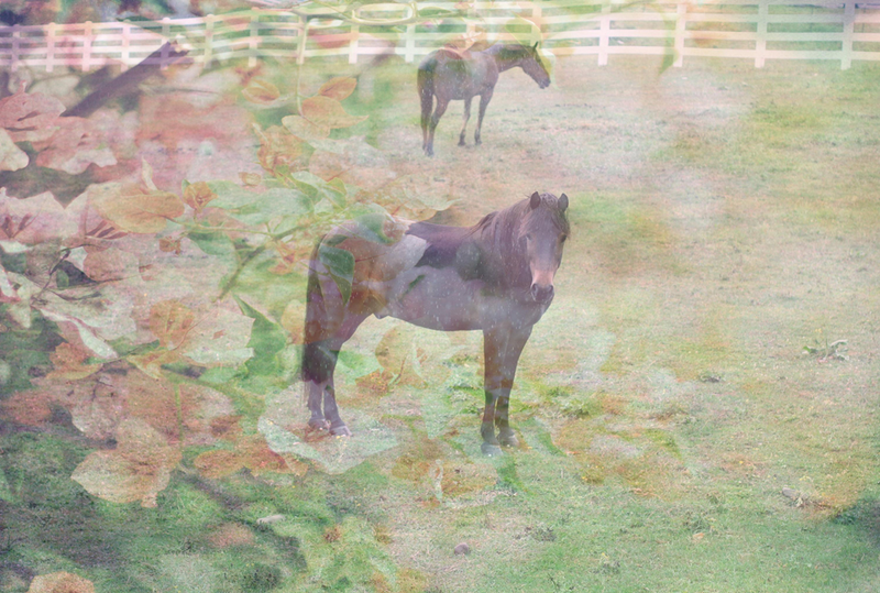 Illustration for article titled Shooting Challenge: Double Exposure, Gallery